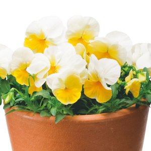画像: 送料無料　花の種　よく咲くスミレ　レモネード　40粒　(株)サカタのタネ　実咲350（101561）