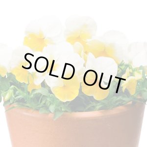 画像: 送料無料　花の種　よく咲くスミレ　レモネード　40粒　(株)サカタのタネ　実咲350（101561）