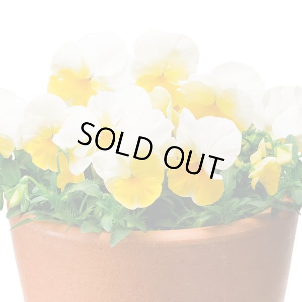 画像1: 送料無料　花の種　よく咲くスミレ　レモネード　40粒　(株)サカタのタネ　実咲350（101561） (1)