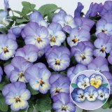 画像: 送料無料　花の種　よく咲くスミレ　ソーダ　40粒　(株)サカタのタネ　実咲350（101560）