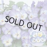 画像: 送料無料　花の種　よく咲くスミレ　ソーダ　40粒　(株)サカタのタネ　実咲350（101560）