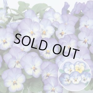 画像: 送料無料　花の種　よく咲くスミレ　ソーダ　40粒　(株)サカタのタネ　実咲350（101560）