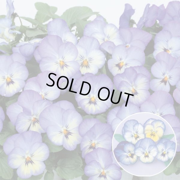 画像1: 送料無料　花の種　よく咲くスミレ　ソーダ　40粒　(株)サカタのタネ　実咲350（101560） (1)