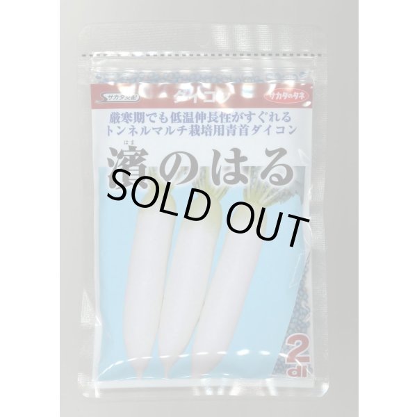 画像1: 送料無料 [大根] 濱のはる 2dl (株)サカタのタネ (1)