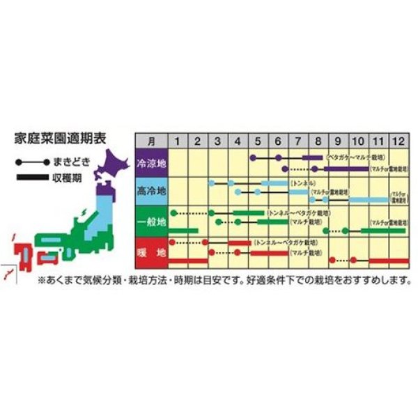 画像2: 送料無料　[大根]　とろっ娘　小袋　ナント種苗(株) (2)