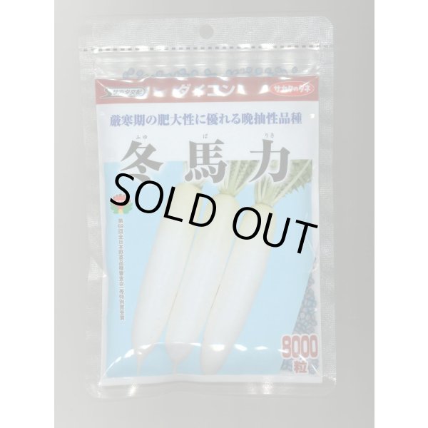 画像1: 送料無料　大根　冬馬力　8000粒　(株)サカタのタネ (1)