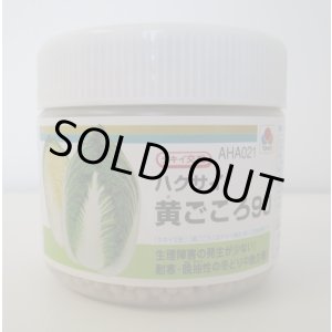 画像: 送料無料　[白菜]　黄ごころ90　ペレット5千粒　タキイ種苗（株）