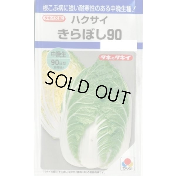 画像1: 送料無料　[白菜]　きらぼし90　　タキイ種苗(株)DF (1)