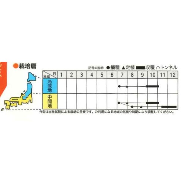 画像2: 送料無料　[イタリア野菜]　ヴェネチア　ラディッキョ・ロッソ　80粒　トキタ種苗(株) (2)
