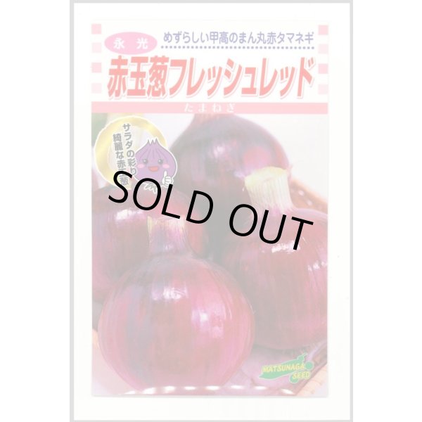 画像1: 送料無料　[たまねぎ]　赤玉葱　フレッシュレッド　20ml　松永種苗(株) (1)