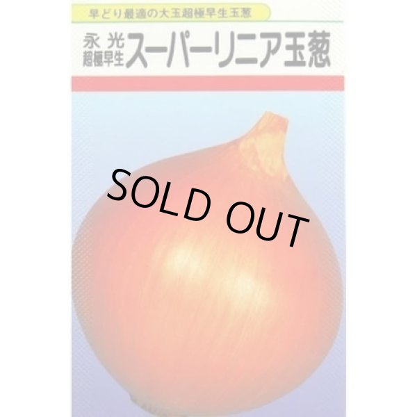 画像1: 送料無料　[たまねぎ]　スーパーリニア　20ml　松永種苗(株) (1)