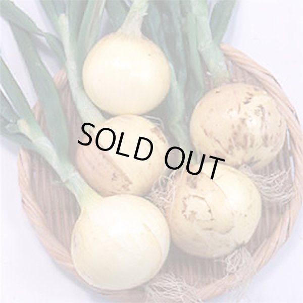 画像2: 送料無料　[たまねぎ]　スーパーリニア　20ml　松永種苗(株) (2)