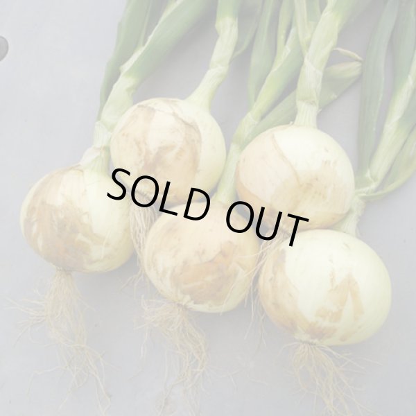 画像2: 送料無料　[たまねぎ]　ハイパーリニア　20ml　松永種苗(株) (2)