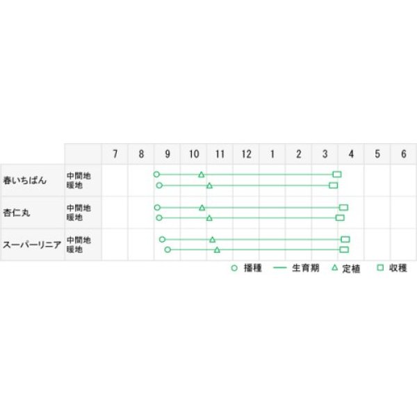 画像3: 送料無料　[たまねぎ]　スーパーリニア　20ml　松永種苗(株) (3)