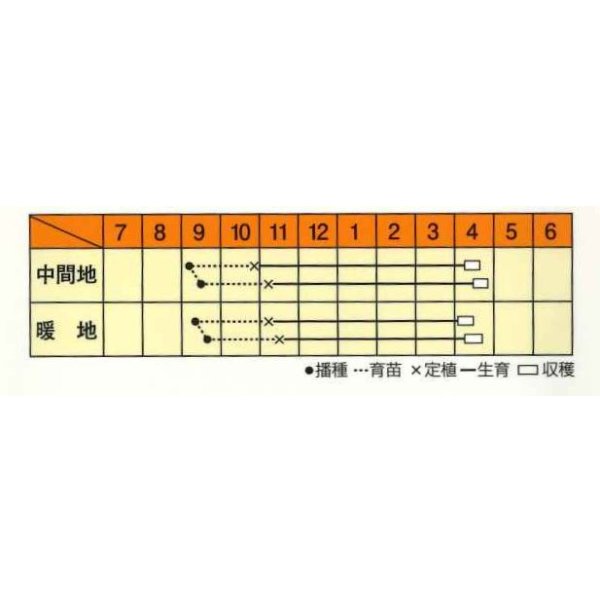 画像3: 送料無料　[たまねぎ]　ハイパーリニア　20ml　松永種苗(株) (3)