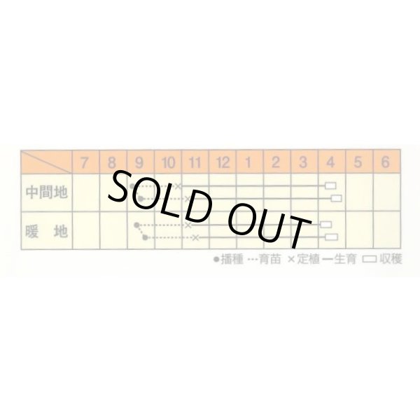 画像3: 送料無料　[たまねぎ]　ハイパーリニア　20ml　松永種苗(株) (3)