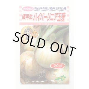 画像: 送料無料　[たまねぎ]　ハイパーリニア　20ml　松永種苗(株)