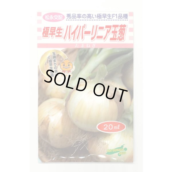 画像1: 送料無料　[たまねぎ]　ハイパーリニア　20ml　松永種苗(株) (1)