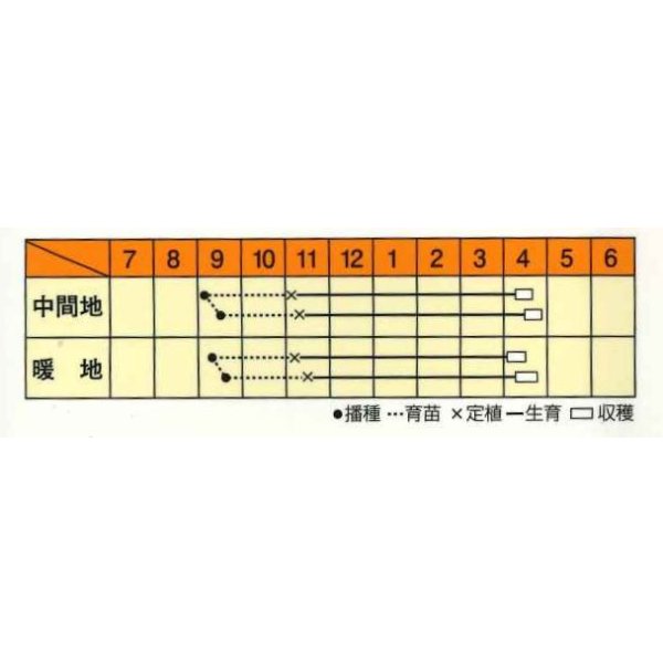 画像3: 送料無料　[たまねぎ]　スーパーリニア　20ml　松永種苗(株) (3)