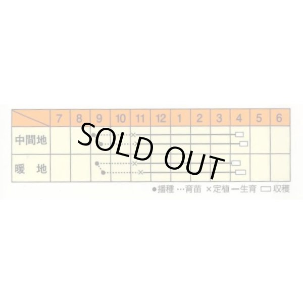 画像3: 送料無料　[たまねぎ]　スーパーリニア　20ml　松永種苗(株) (3)