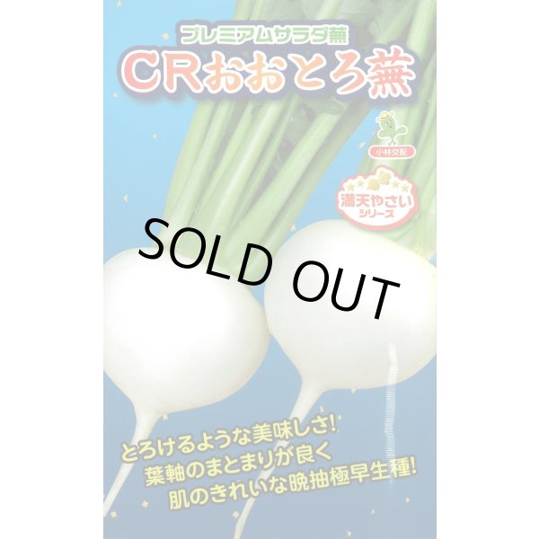 画像1: 送料無料　[かぶ]　CRおおとろ蕪　2ml 小林種苗（株） (1)