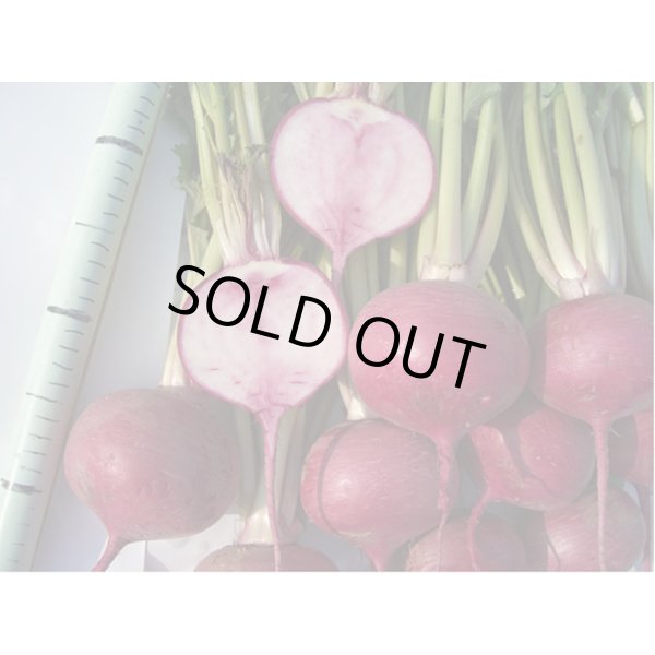 画像2: 送料無料　[かぶ]　CRあじ紅　20ml　　 小林種苗（株） (2)