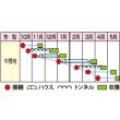 画像3: 送料無料　[かぶ]　CRおおとろ蕪　2ml 小林種苗（株） (3)