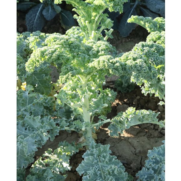 画像3: 送料無料　カリーノケールCG　200粒　トキタ種苗（株） (3)