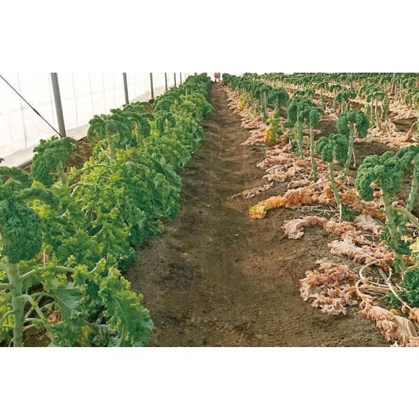 画像4: 送料無料　カリーノケールCG　200粒　トキタ種苗（株） (4)