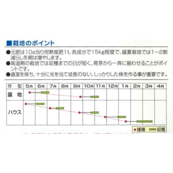 画像2: 送料無料　おしろい菜　20ml   小林種苗（株） (2)