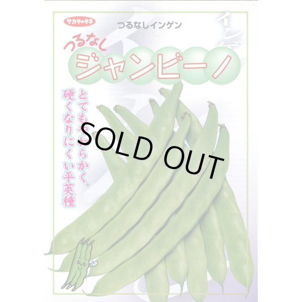 画像2: 送料無料　[いんげん]　インゲン　つるなしジャンビーノ　1dl　(株)サカタのタネ (2)