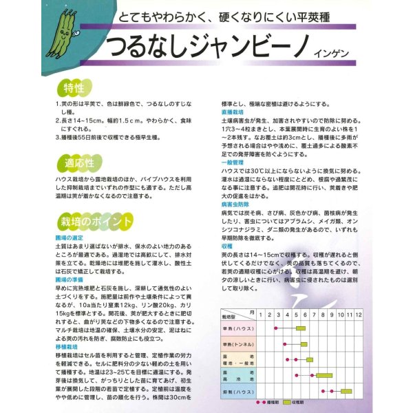 画像4: 送料無料 [いんげん] インゲン つるなしジャンビーノ 1dl (株)サカタのタネ (4)