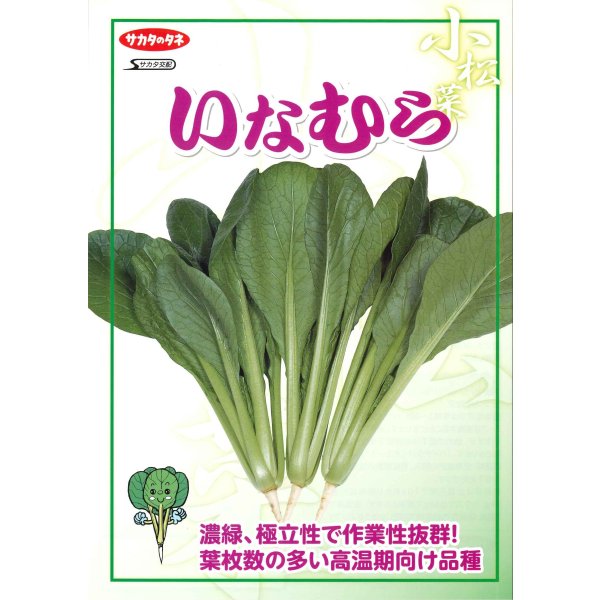 画像2: 送料無料　[小松菜]　いなむら　20ml　（株）サカタのタネ (2)
