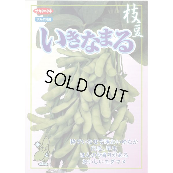 画像6: 送料無料　[枝豆]　いきなまる　約40粒　(株)サカタのタネ　実咲350　（003157）　　　　　　　　　　　　　　　　　　　　　　　　　　　　　　　　　　　　 (6)