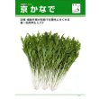 画像2: 送料無料 水菜 京かなで 20ml タキイ種苗(株) (2)