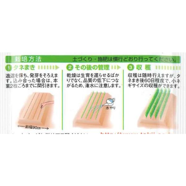 画像4: 送料無料　[ねぎ]　京千緑　15ml　タキイ種苗　GF (4)