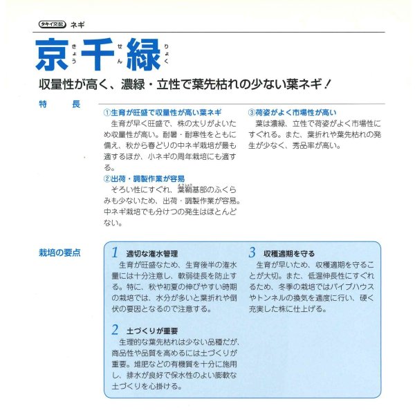 画像3: 送料無料　[ねぎ]　京千緑　15ml　タキイ種苗　GF (3)