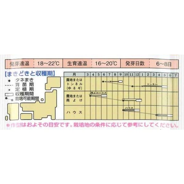 画像5: 送料無料　[ねぎ]　京千緑　15ml　タキイ種苗　GF (5)