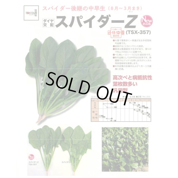 画像2: ほうれんそう　スパイダーZ　（種子サイズM）3万粒　トキタ種苗（株） (2)