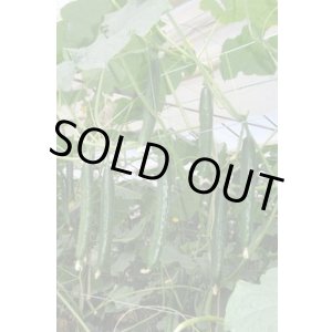 画像: 送料無料　[キュウリ]　アッカン４３４　350粒　(株)ときわ研究場