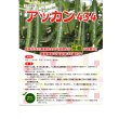 画像2: 送料無料　[キュウリ]　アッカン４３４　350粒　(株)ときわ研究場 (2)