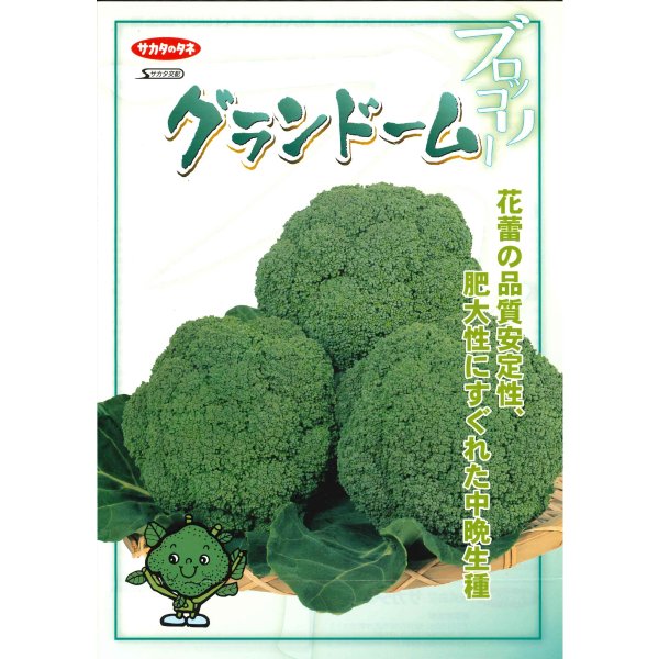 画像3: [ブロッコリー] グランドーム ぺレット種子 125粒 (株)サカタのタネ 実咲550(003176) (3)
