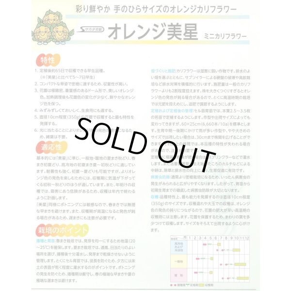 画像3: 送料無料 [カリフラワー] オレンジ美星 2000粒 (株)サカタのタネ (3)