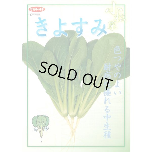 画像2: [シーダー種子]　小松菜　きよすみ　1粒×5cm間隔 (2)