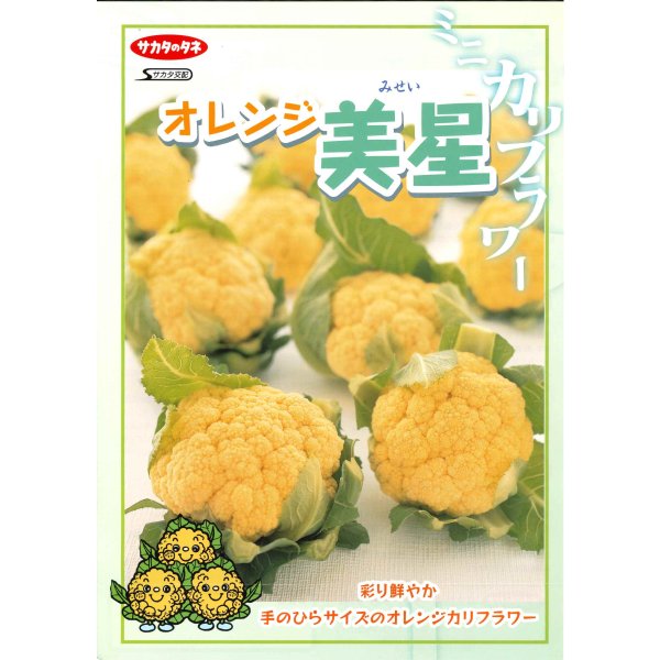 画像2: 送料無料 [カリフラワー] オレンジ美星 2000粒 (株)サカタのタネ (2)