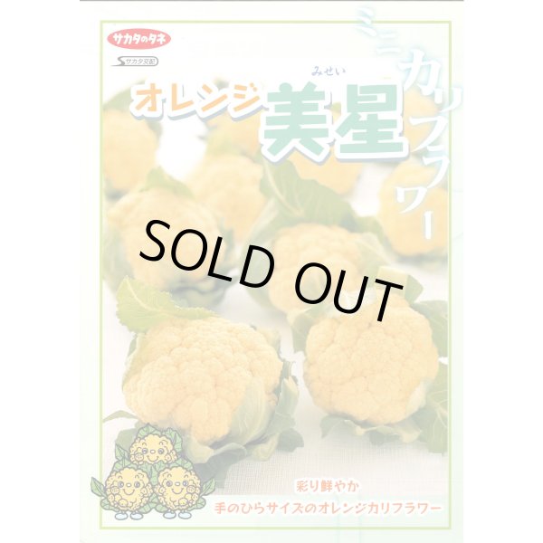 画像2: 送料無料 [カリフラワー] オレンジ美星 2000粒 (株)サカタのタネ (2)