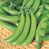 画像: [えんどう] つるなし スナック2号 1L (株)サカタのタネ