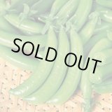 画像: 送料無料　[えんどう]　つるなし　スナック2号　1L　(株)サカタのタネ