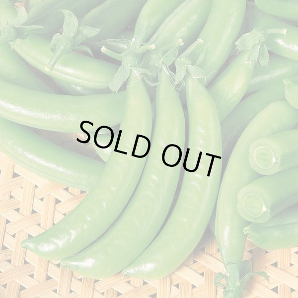 画像1: 送料無料　[えんどう]　つるなし　スナック2号　1L　(株)サカタのタネ (1)