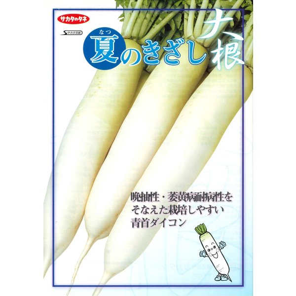 画像5: 送料無料 [大根] 夏のきざし 2dl サカタ交配 (5)